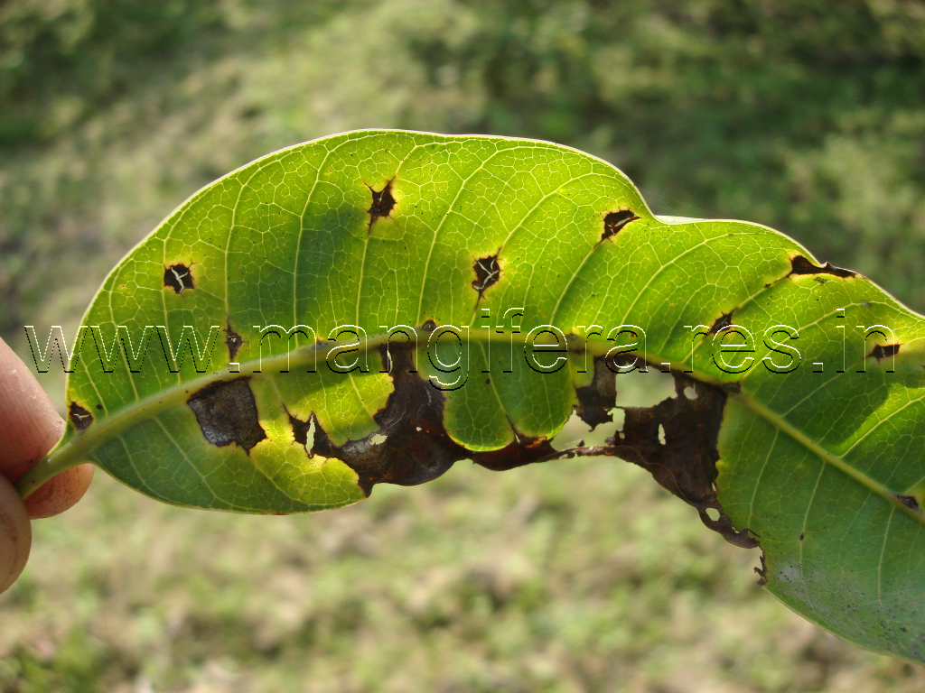 Anthracnose