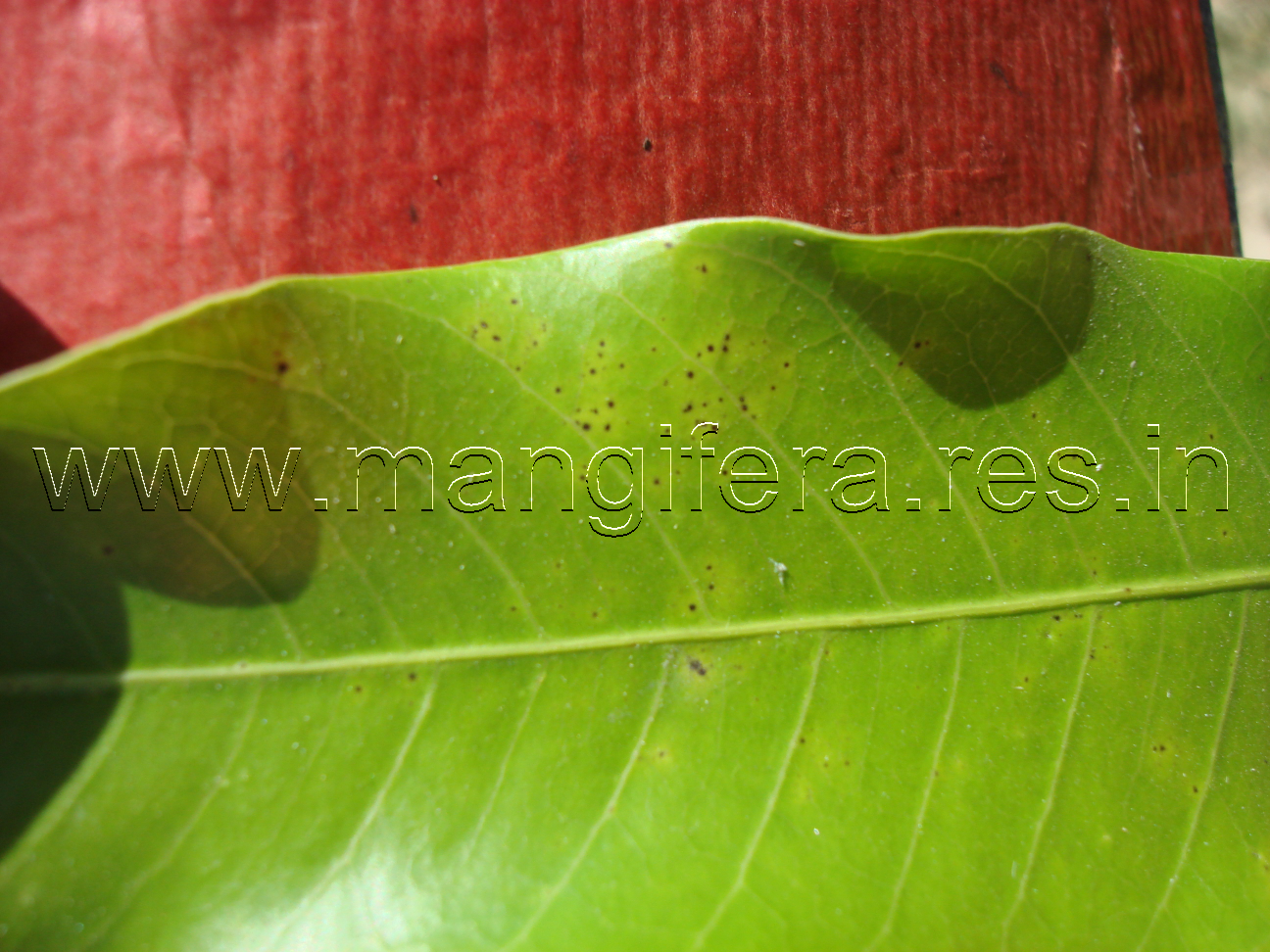 Anthracnose