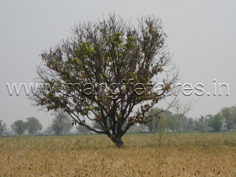 Dieback