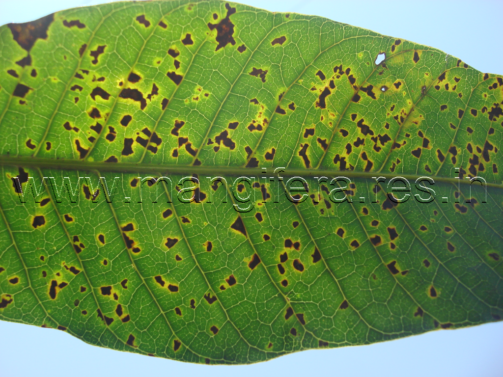 Mango Bacterial Canker Disease