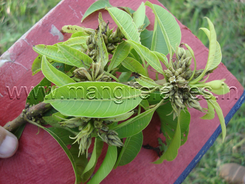 Mango Malformation