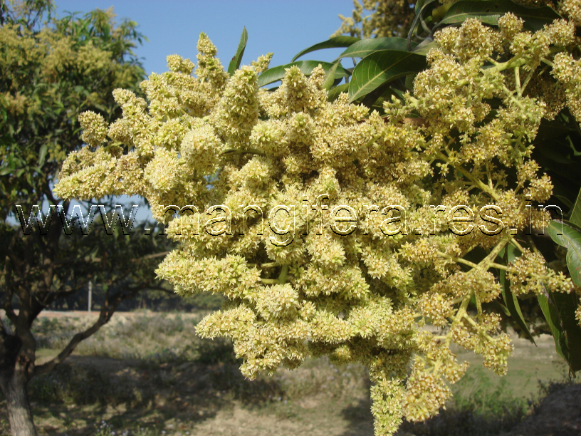 Mango Malformation