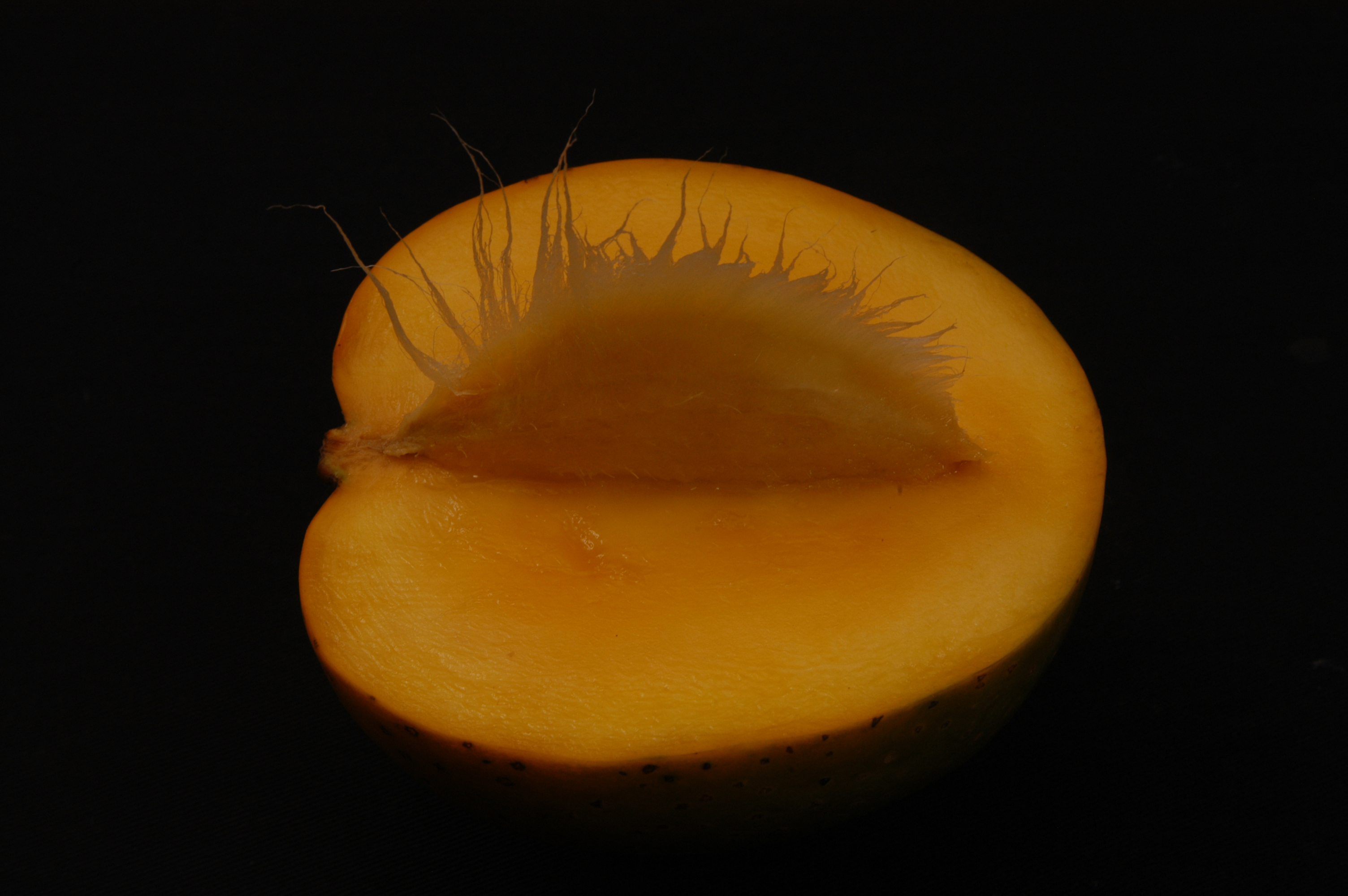Manjeera