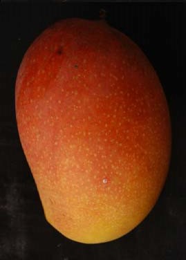 Suvarnarekha