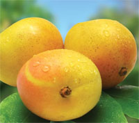 Mango Pulp