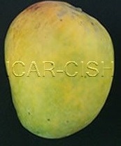 Alphonso