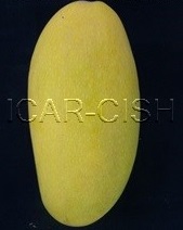 Dashehari