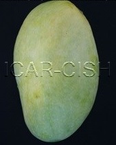 Fajri